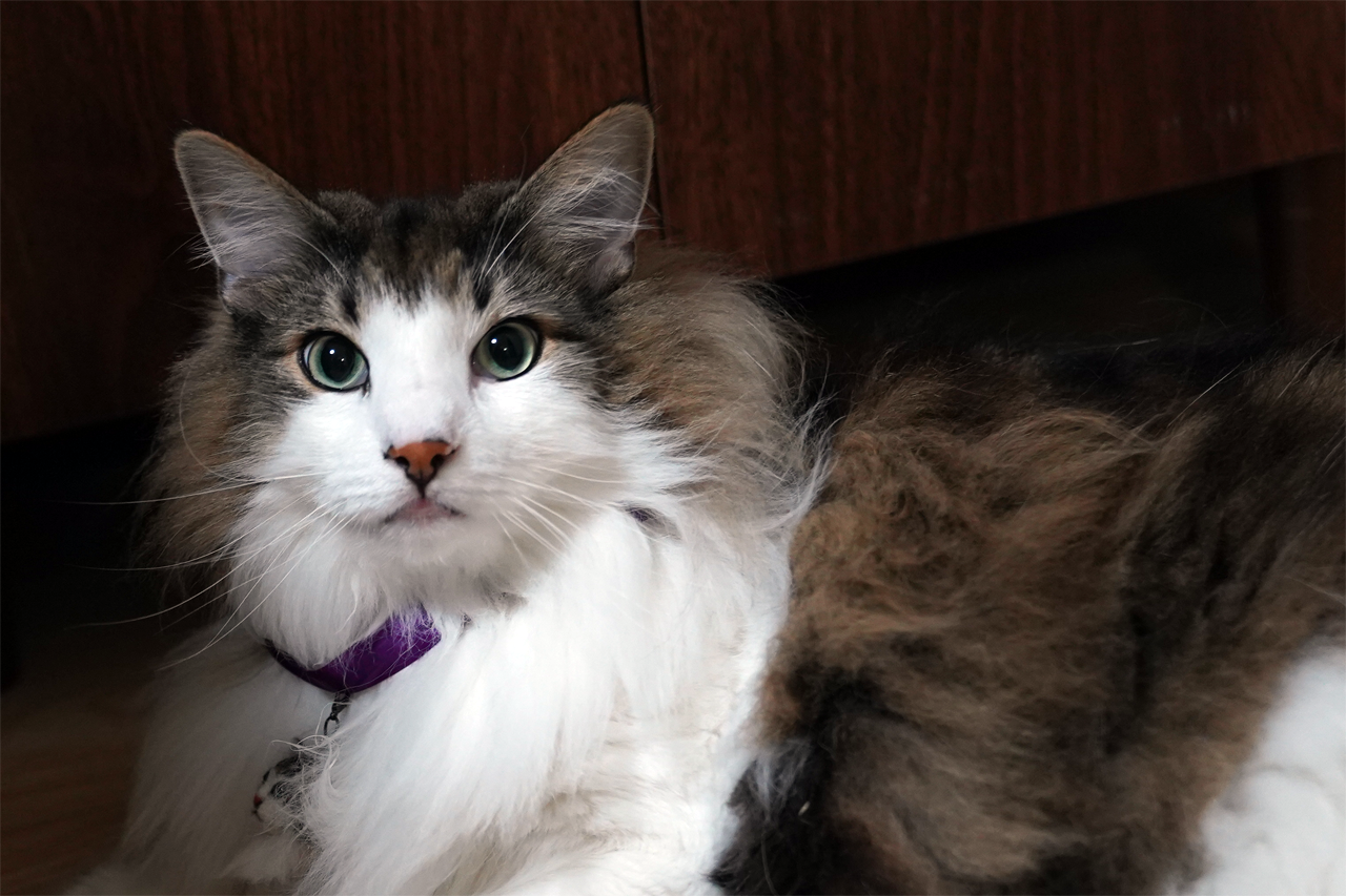 f:id:kazuhiro0214:20210621222159p:plain