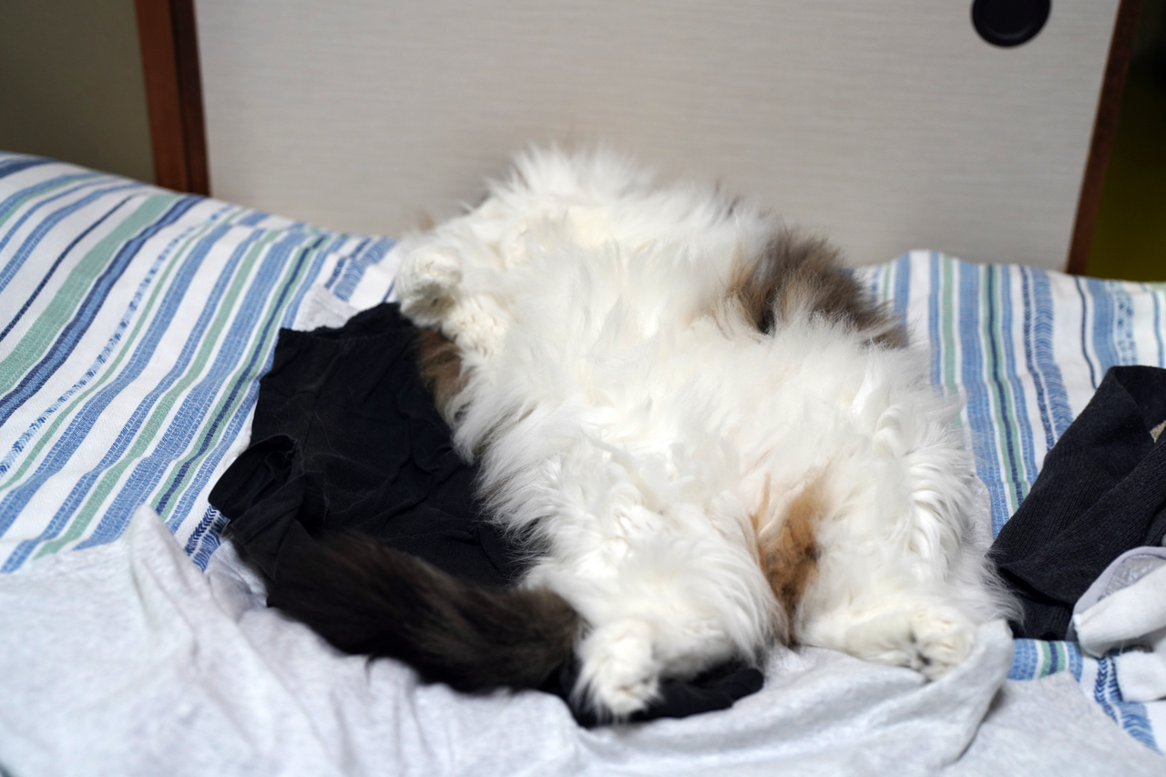 f:id:kazuhiro0214:20210625233631p:plain