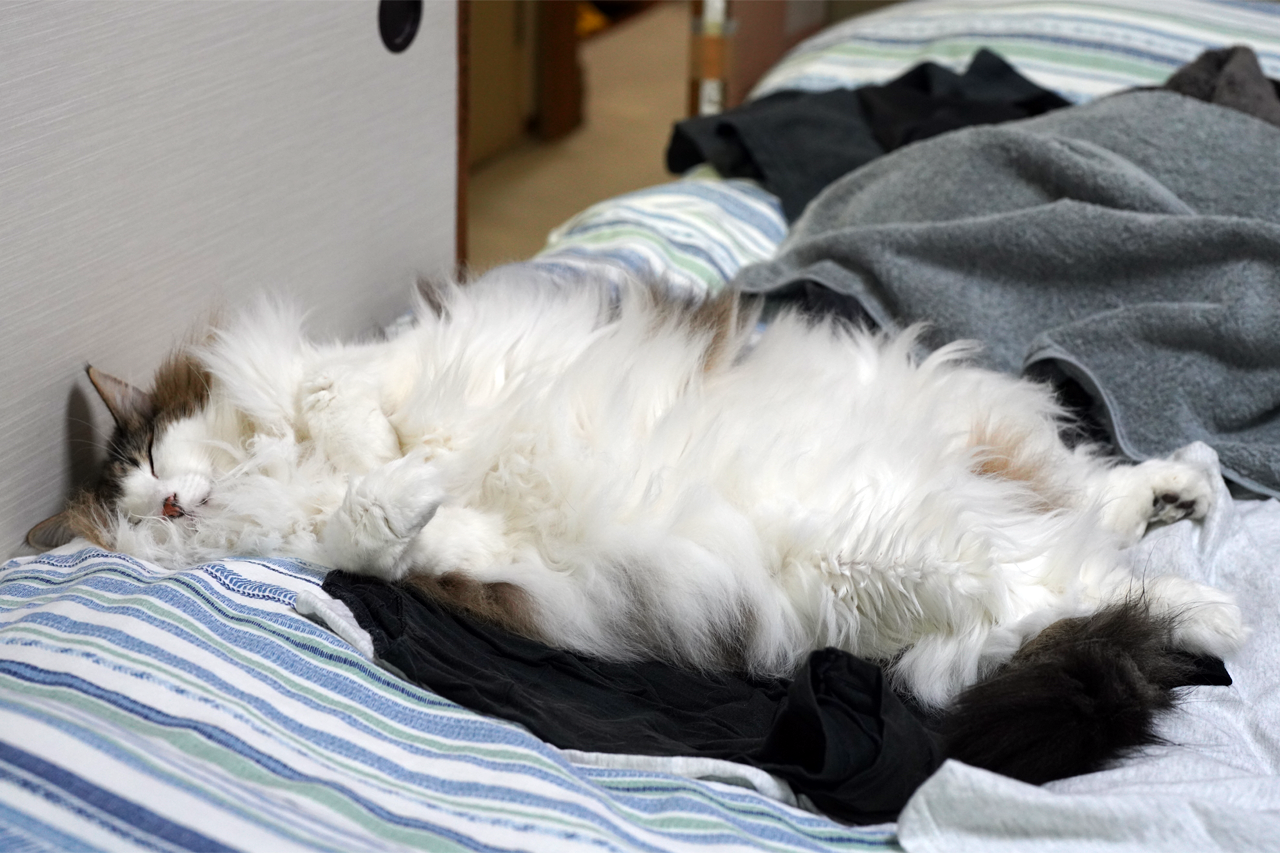 f:id:kazuhiro0214:20210625233657p:plain