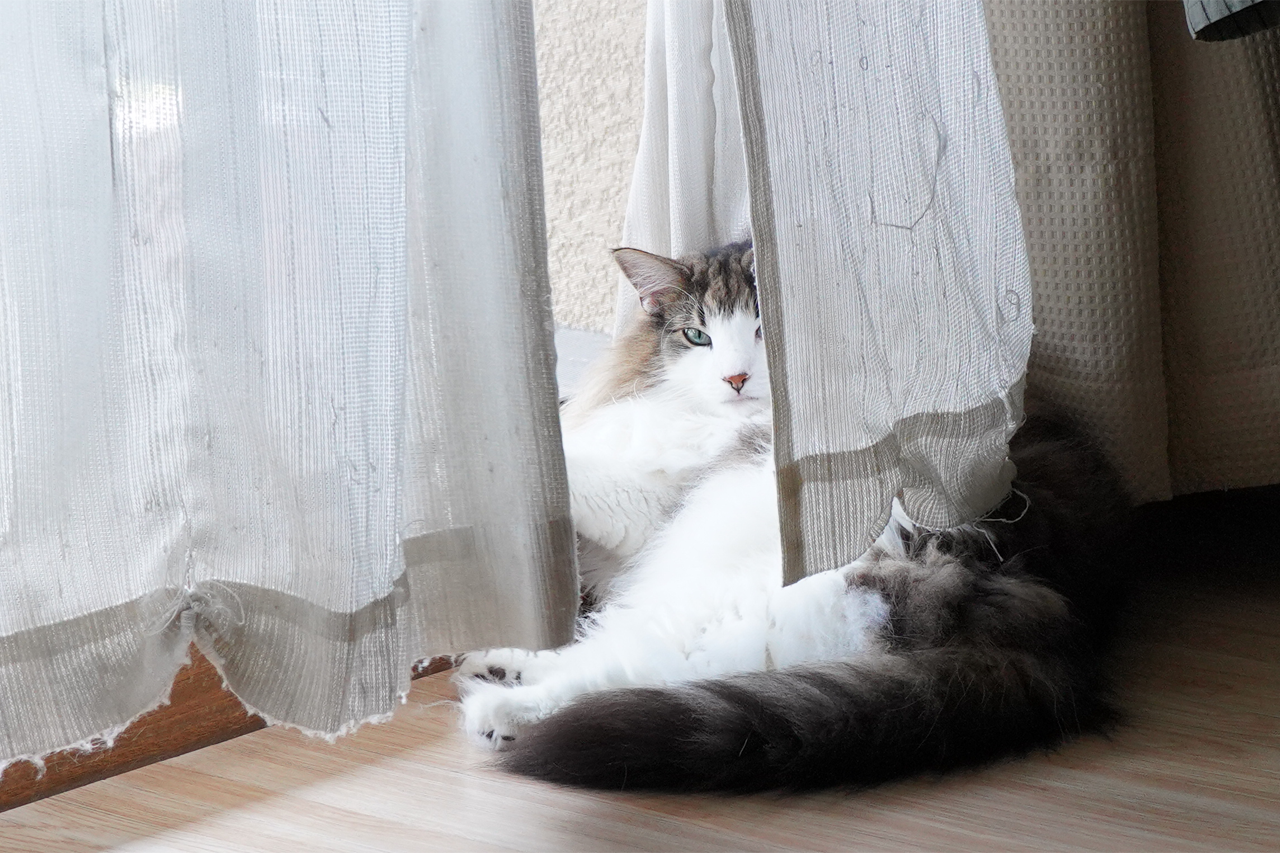 f:id:kazuhiro0214:20210627233331p:plain
