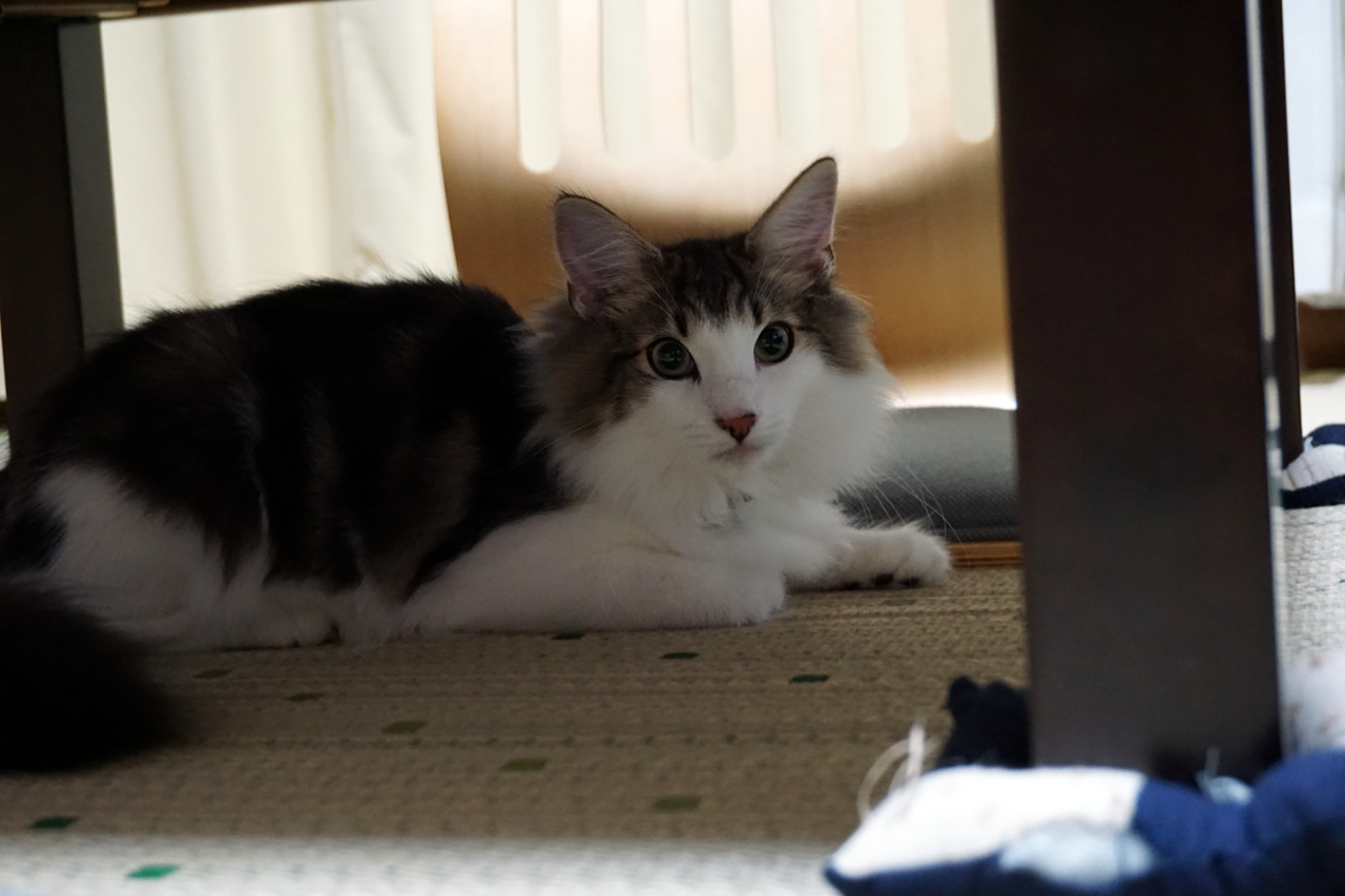 f:id:kazuhiro0214:20210628224049p:plain