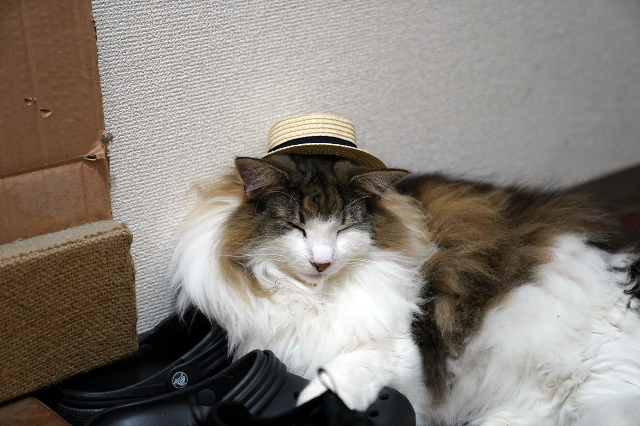 f:id:kazuhiro0214:20210704212254p:plain