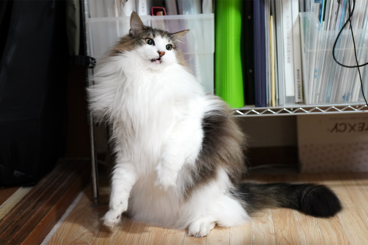 f:id:kazuhiro0214:20210708230622p:plain