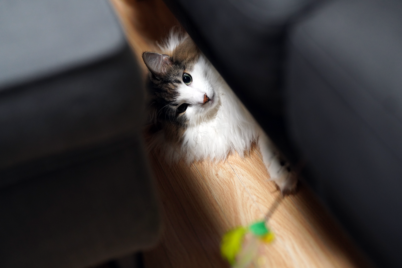 f:id:kazuhiro0214:20210720224928p:plain
