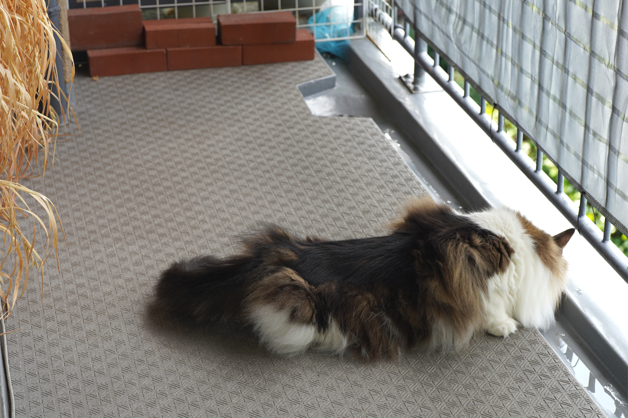 f:id:kazuhiro0214:20210728233846p:plain