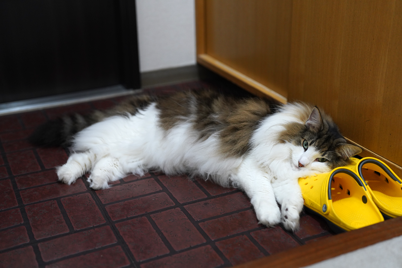 f:id:kazuhiro0214:20210805232803p:plain