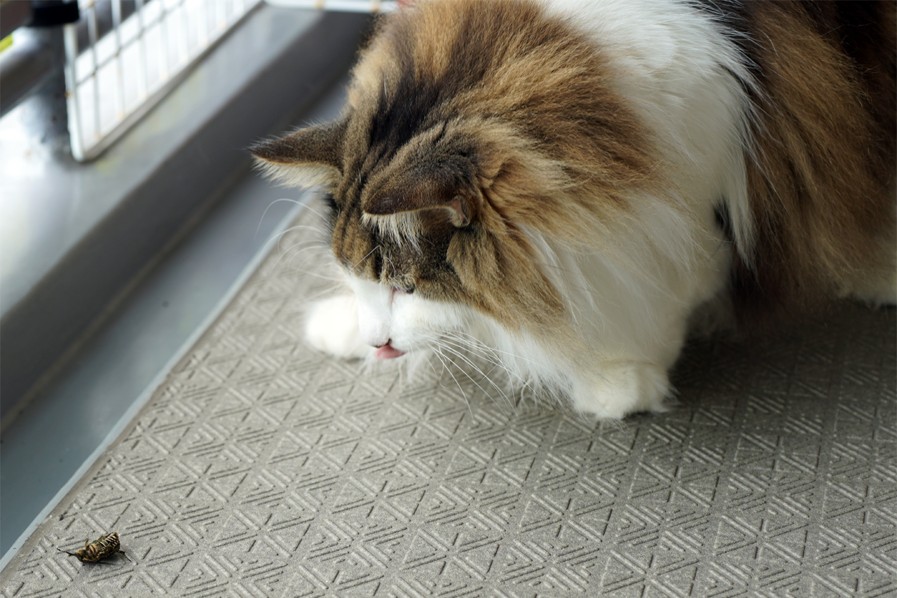 f:id:kazuhiro0214:20210819231044p:plain