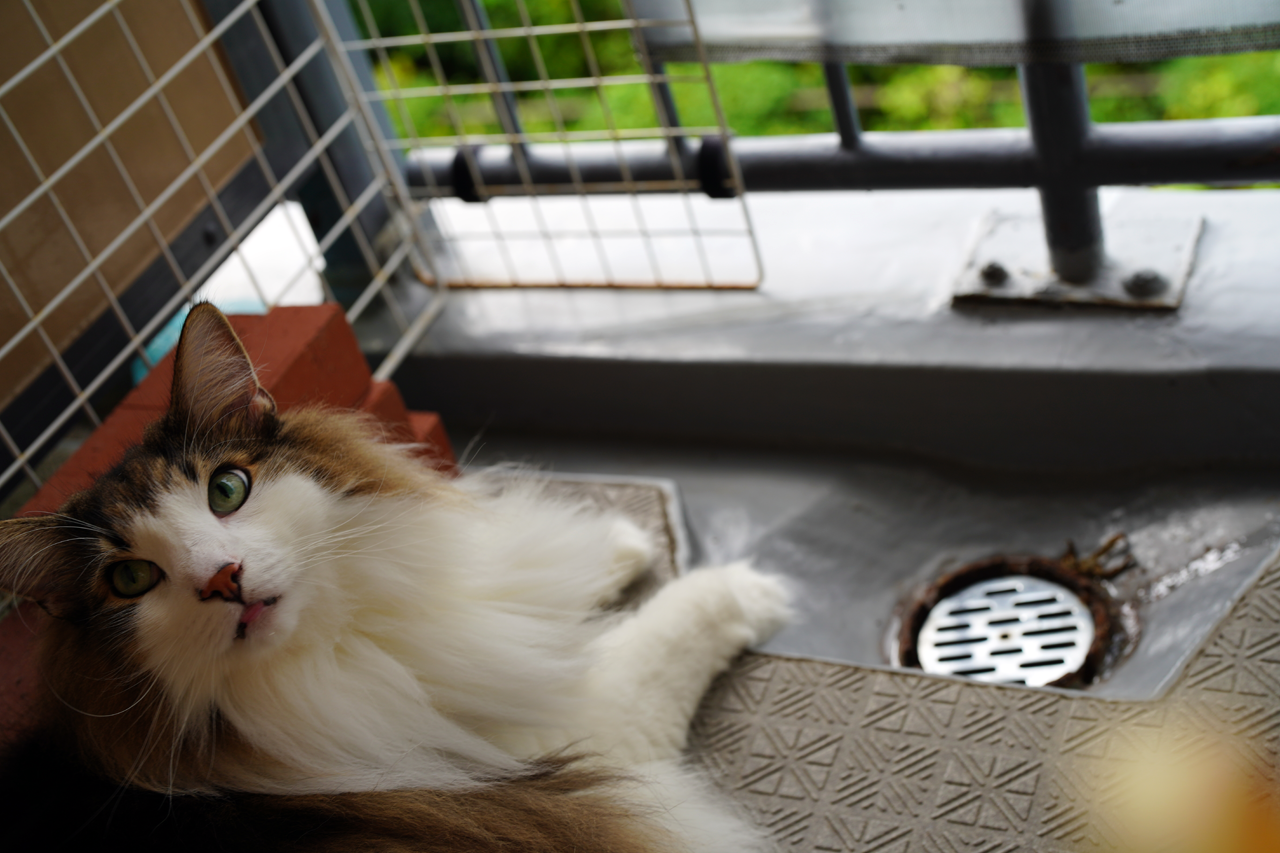 f:id:kazuhiro0214:20210828000617p:plain