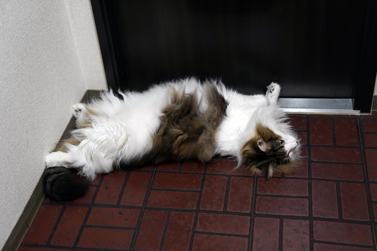 f:id:kazuhiro0214:20210831230207p:plain