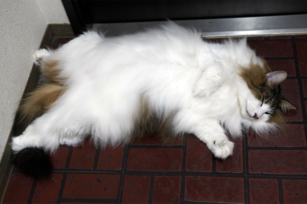 f:id:kazuhiro0214:20210831230338p:plain