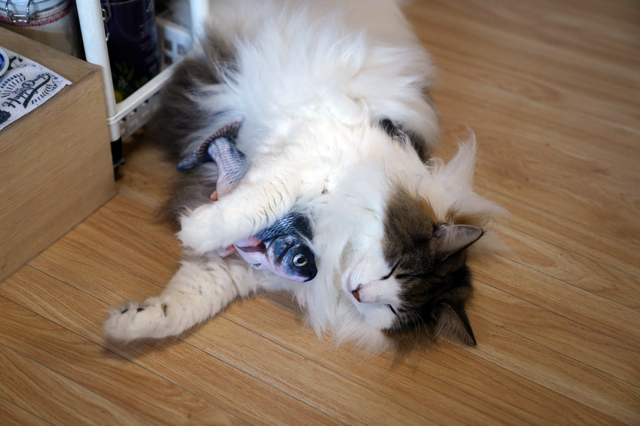 f:id:kazuhiro0214:20210831230535p:plain