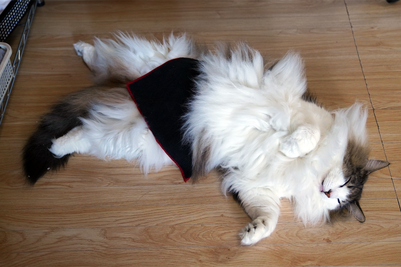 f:id:kazuhiro0214:20210831230617p:plain