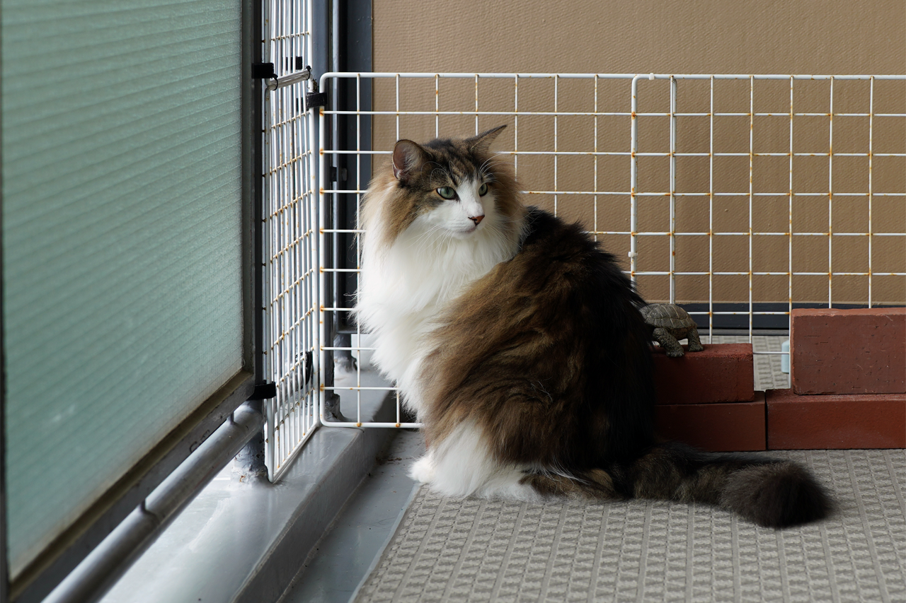 f:id:kazuhiro0214:20210916225837p:plain