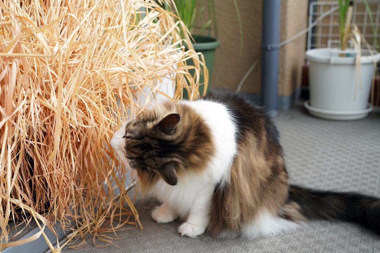 f:id:kazuhiro0214:20210922222202p:plain
