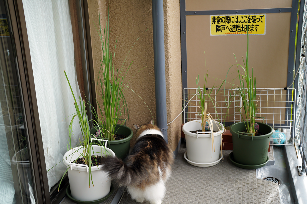 f:id:kazuhiro0214:20210922222446p:plain