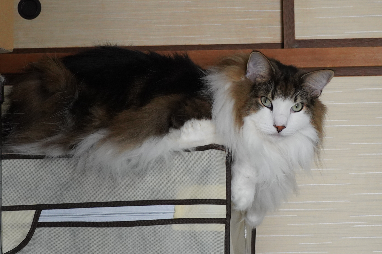 f:id:kazuhiro0214:20210926225308p:plain