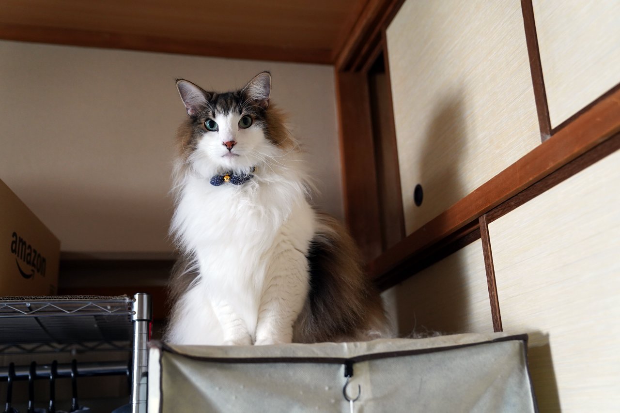 f:id:kazuhiro0214:20210928225401p:plain