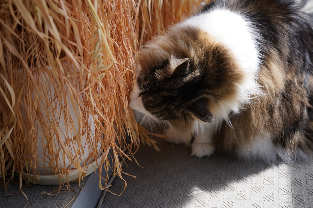 f:id:kazuhiro0214:20210930230035p:plain