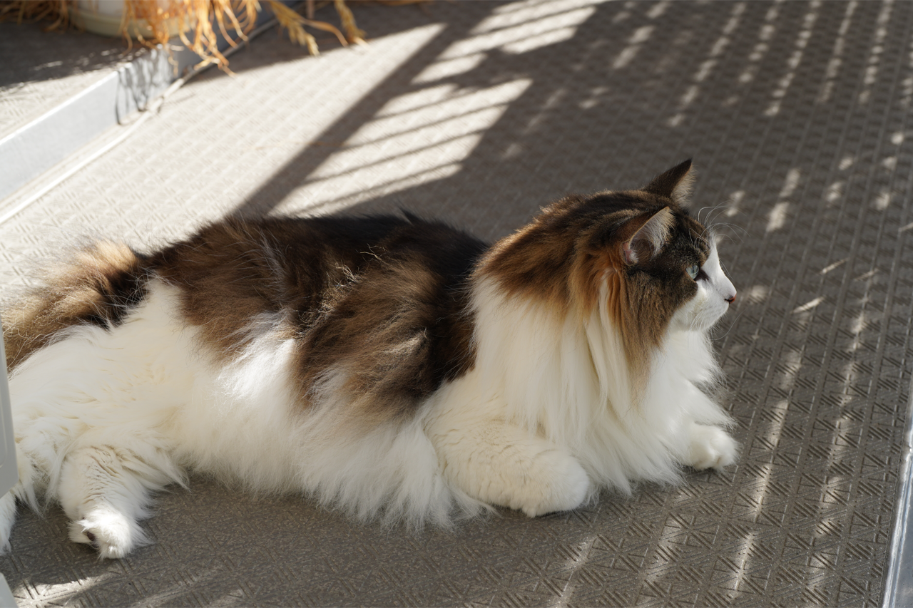 f:id:kazuhiro0214:20211006223655p:plain