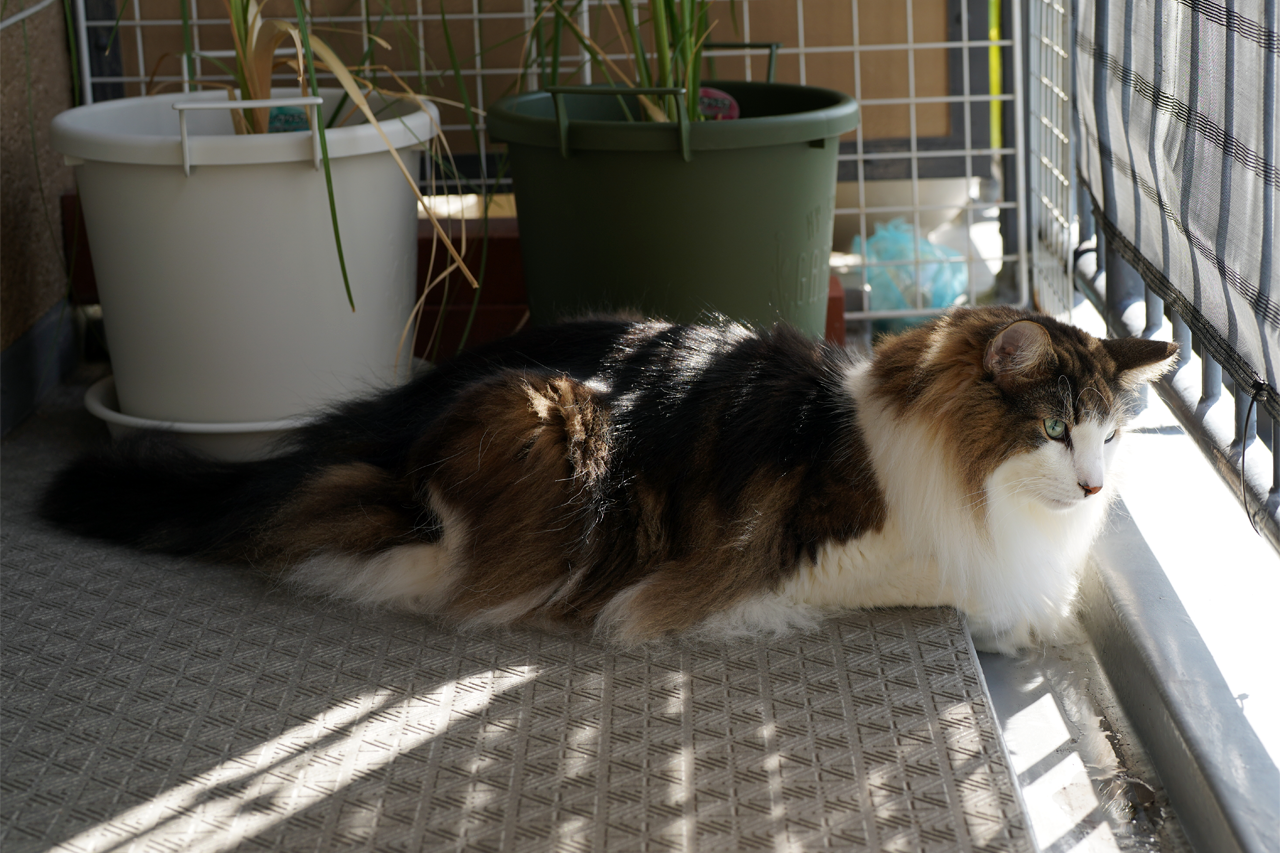 f:id:kazuhiro0214:20211006223909p:plain