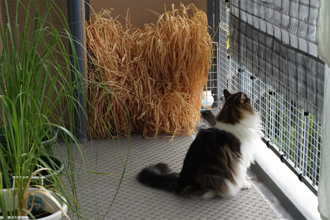 f:id:kazuhiro0214:20211018232612p:plain