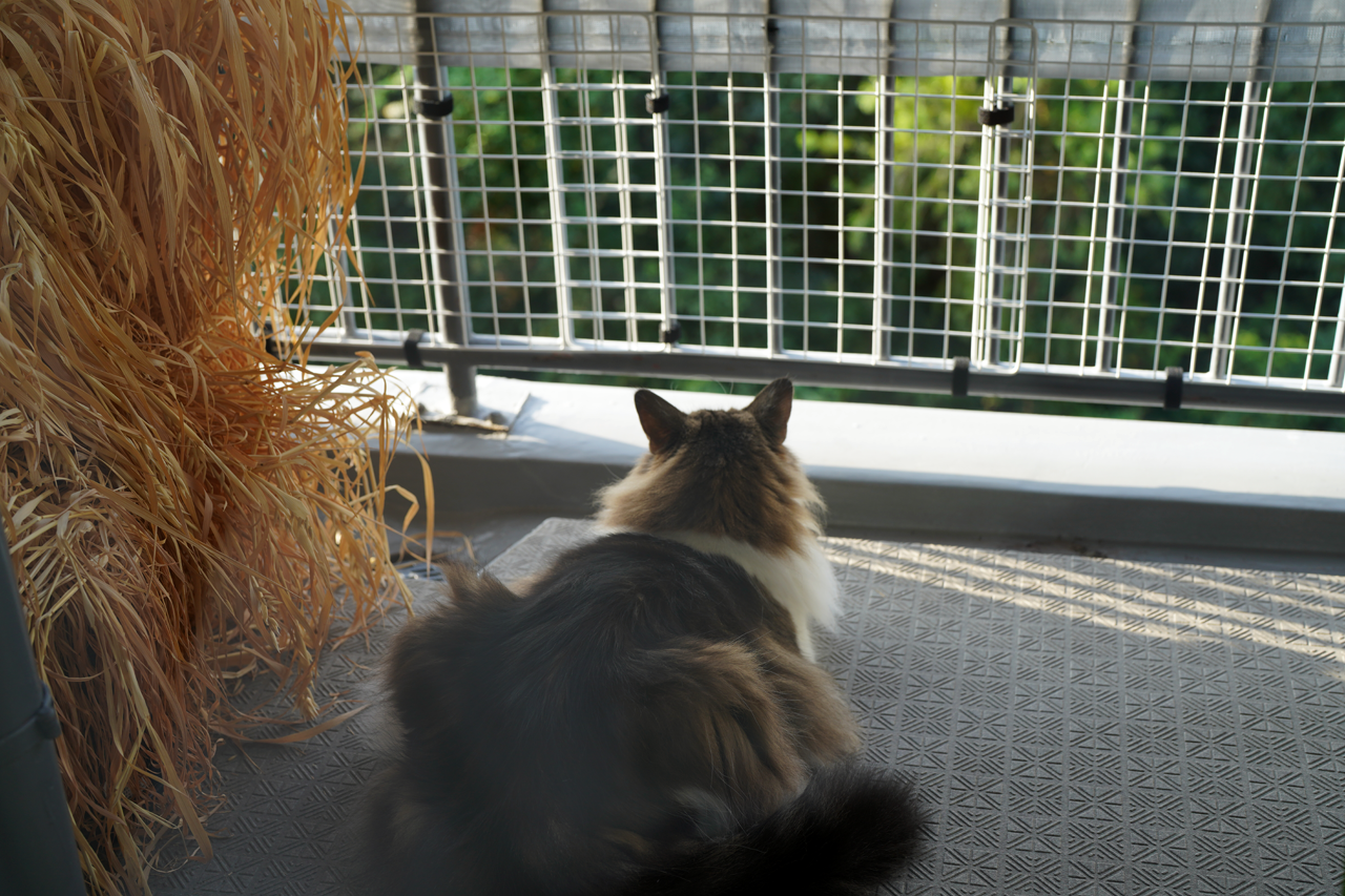 f:id:kazuhiro0214:20211018232934p:plain