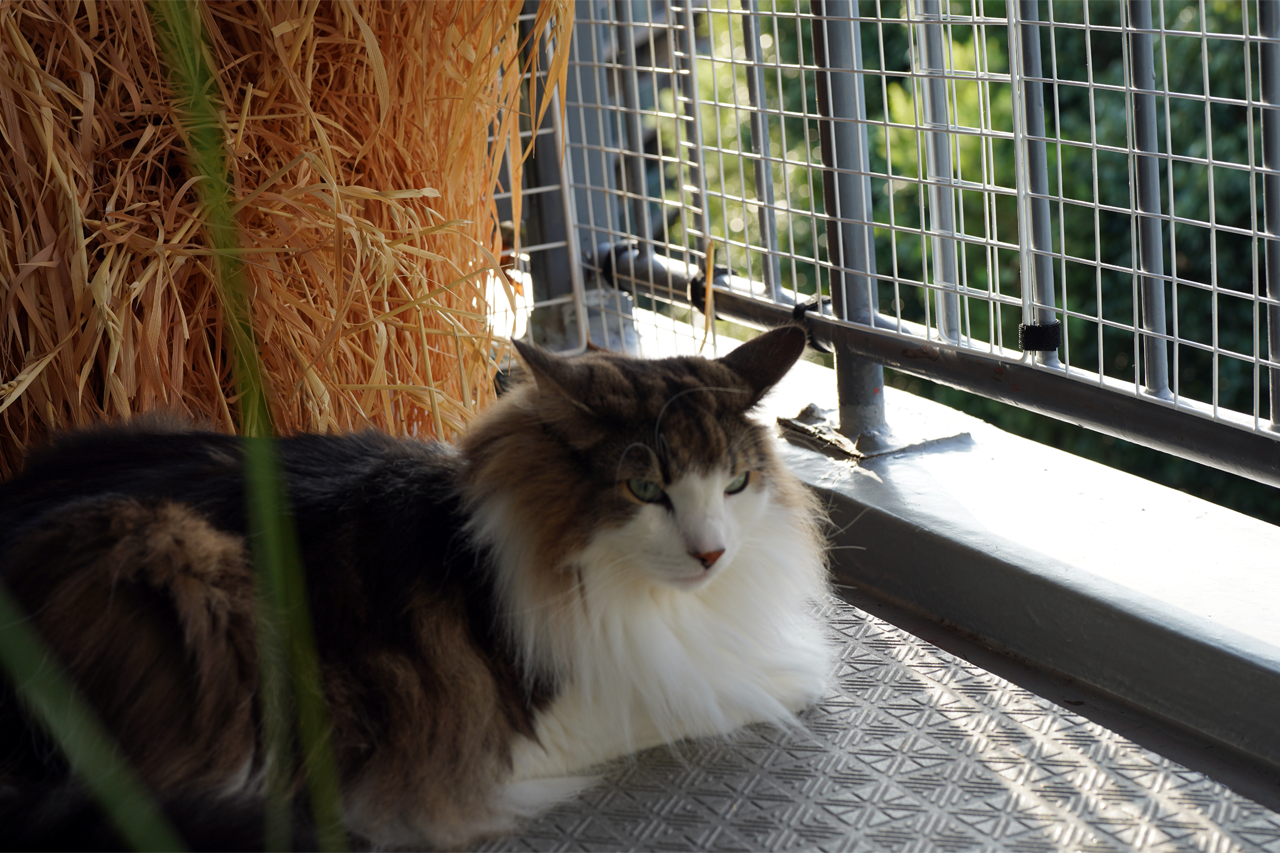 f:id:kazuhiro0214:20211018233113p:plain