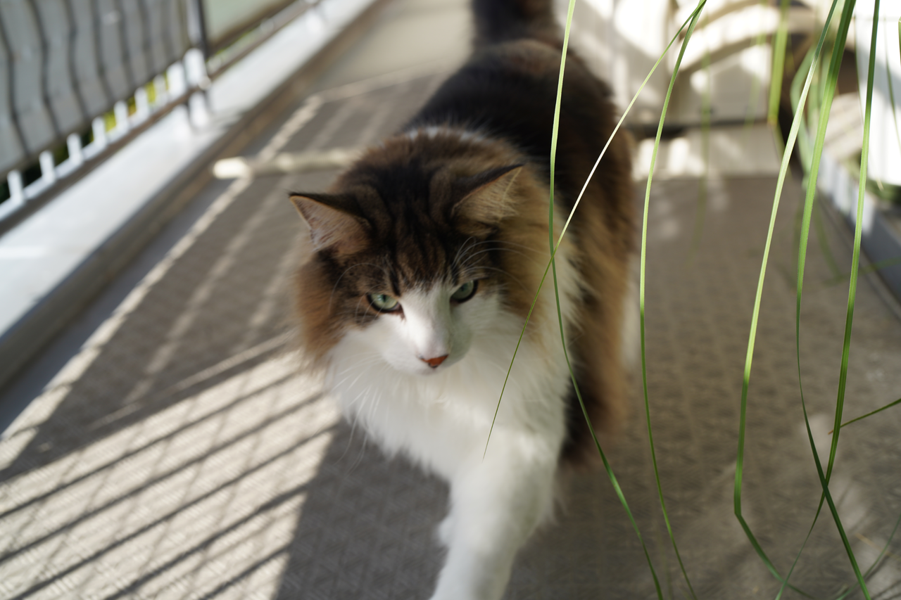 f:id:kazuhiro0214:20211105235002p:plain