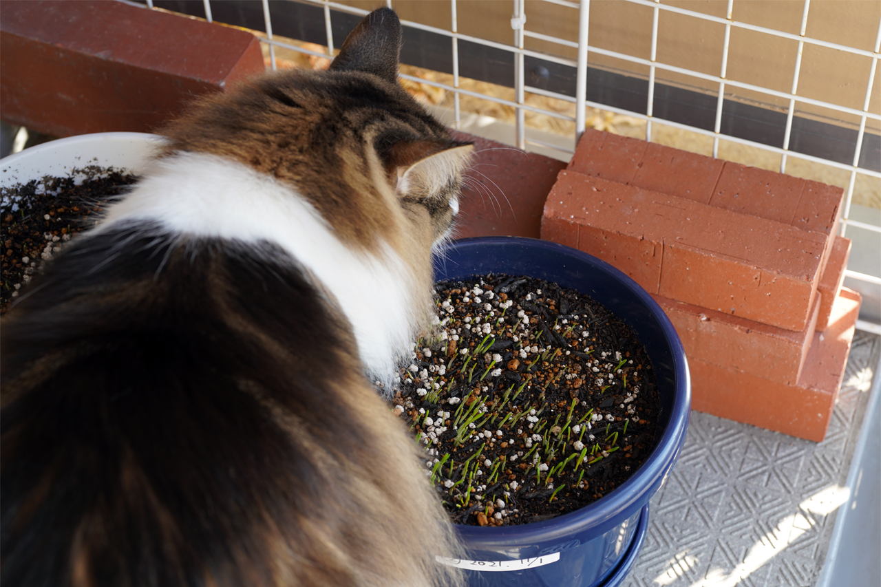 f:id:kazuhiro0214:20211109225740p:plain