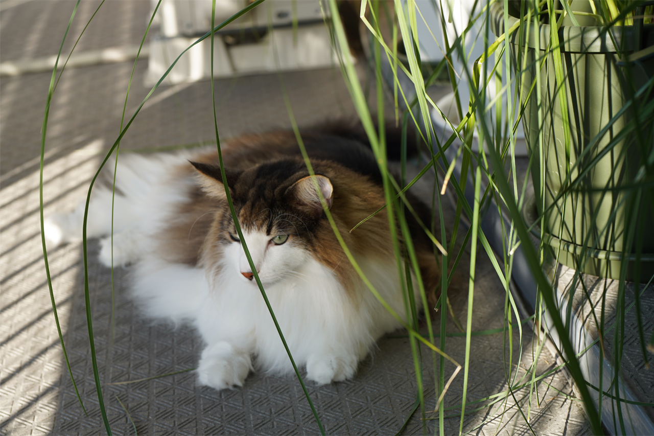 f:id:kazuhiro0214:20211109225810p:plain