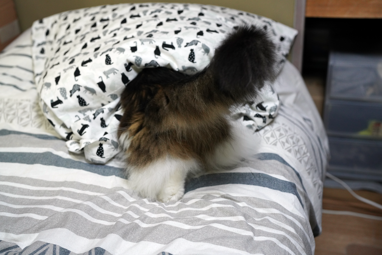 f:id:kazuhiro0214:20211109225843p:plain