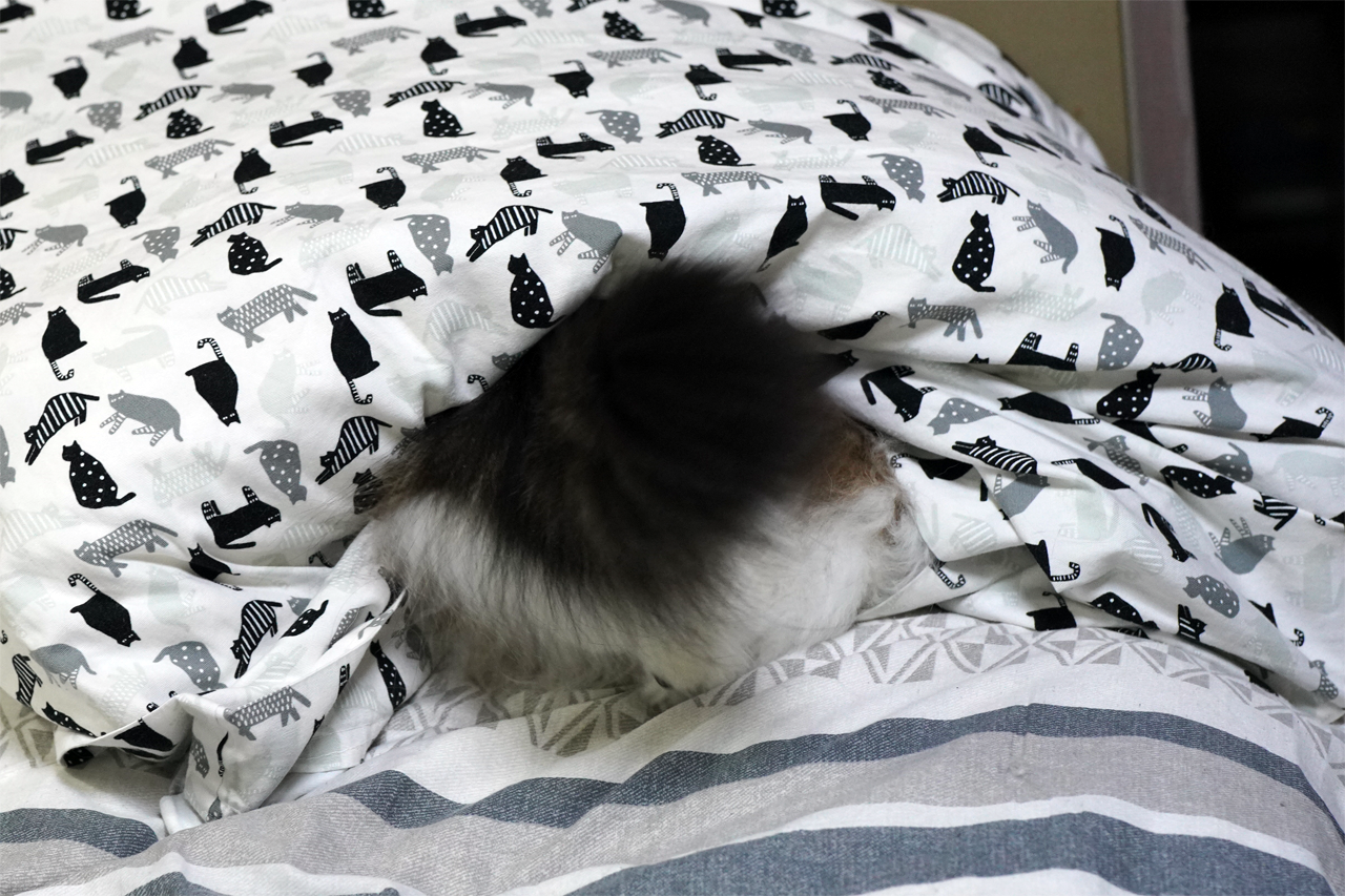 f:id:kazuhiro0214:20211109230046p:plain