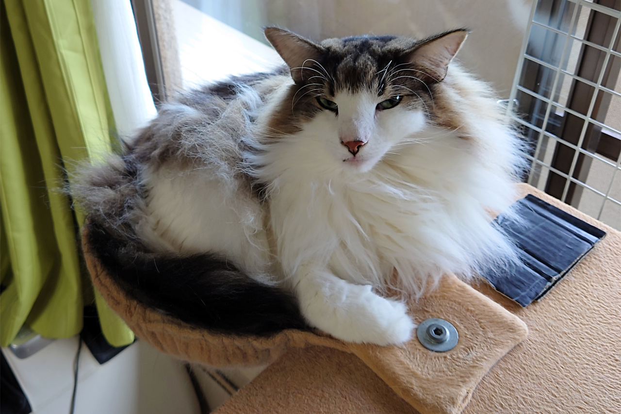 f:id:kazuhiro0214:20211111232055p:plain