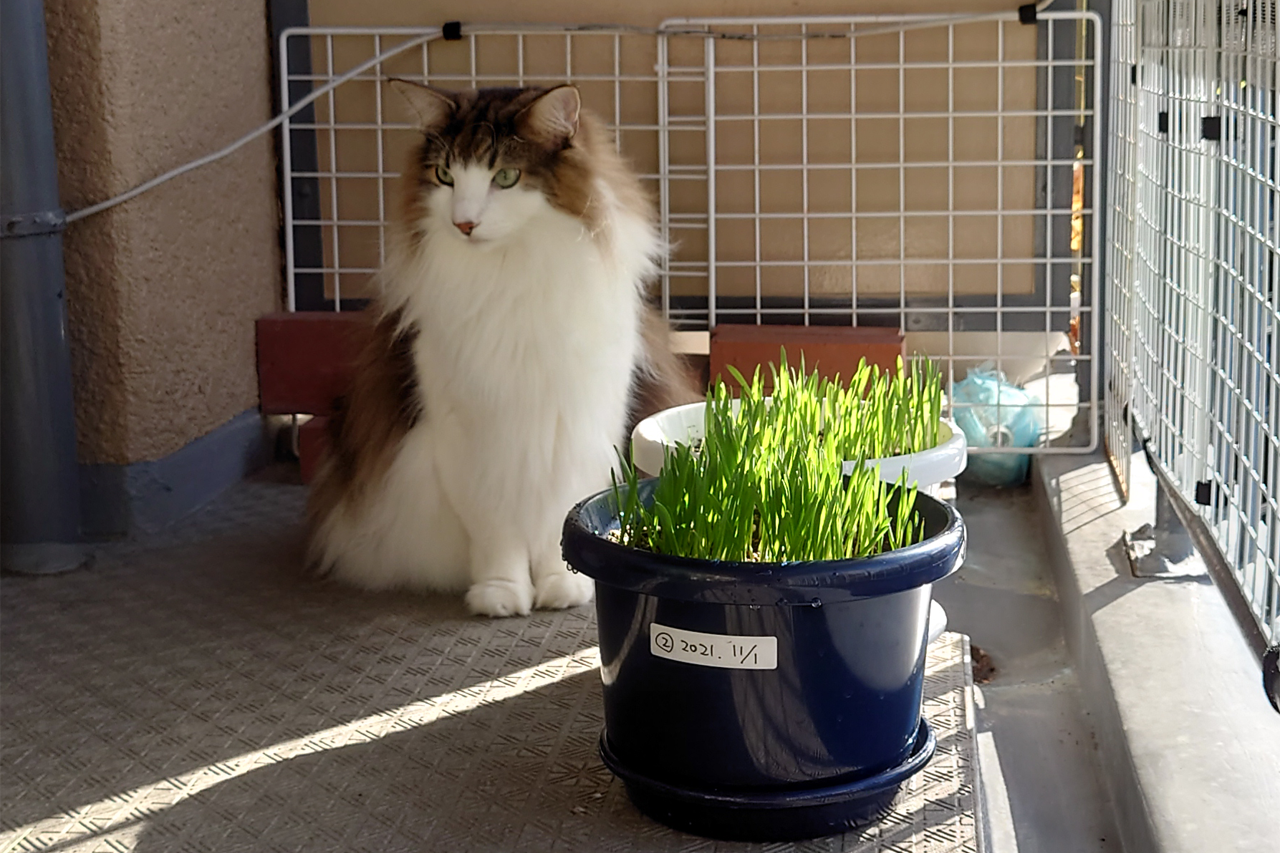 f:id:kazuhiro0214:20211111232543p:plain