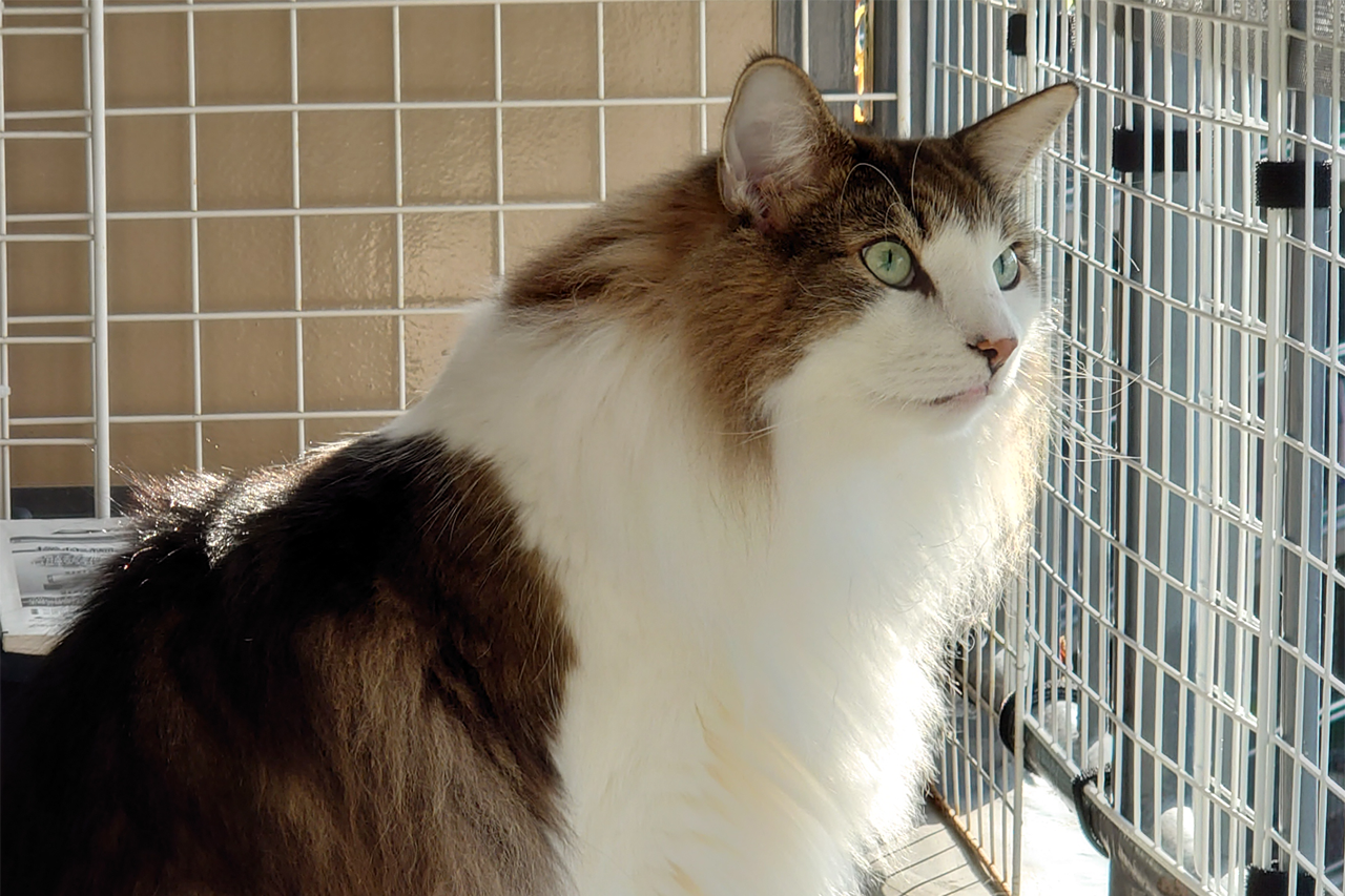 f:id:kazuhiro0214:20211111232622p:plain