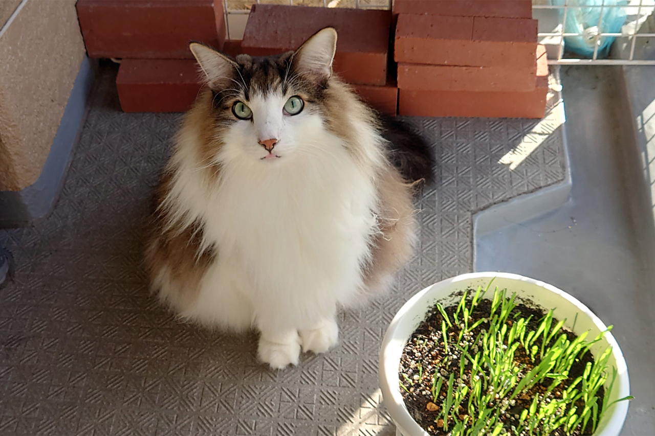 f:id:kazuhiro0214:20211111232652p:plain