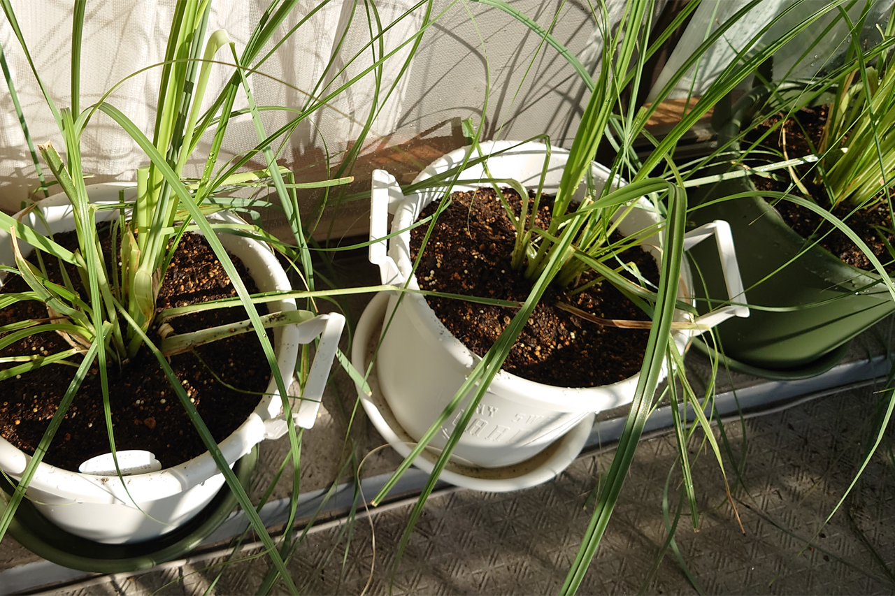 f:id:kazuhiro0214:20211115231357p:plain