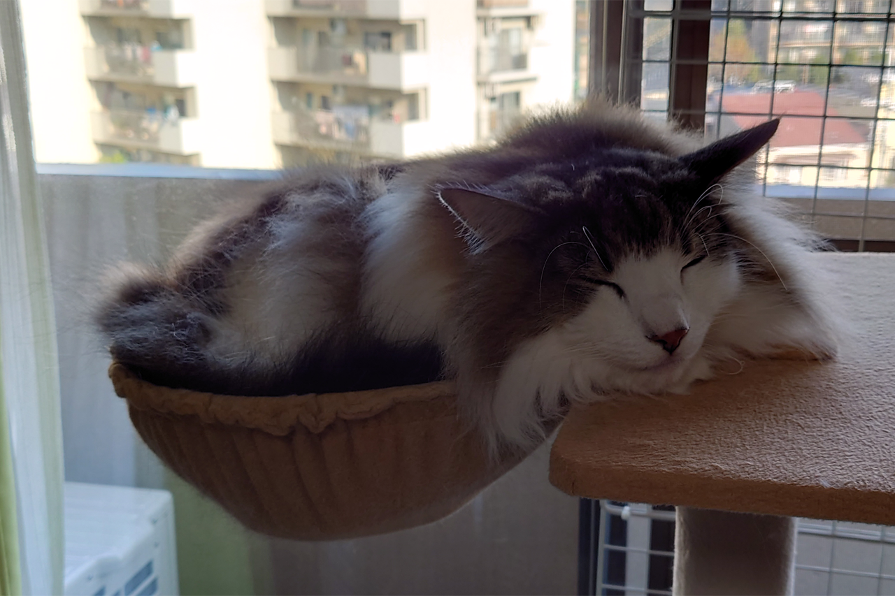 f:id:kazuhiro0214:20211115231807p:plain