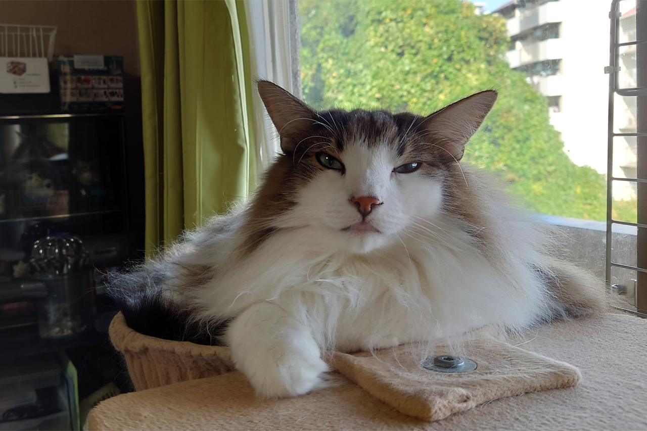 f:id:kazuhiro0214:20211115231827p:plain