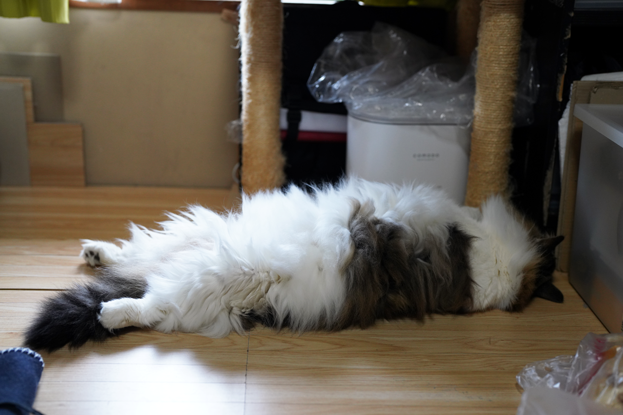 f:id:kazuhiro0214:20211119231444p:plain