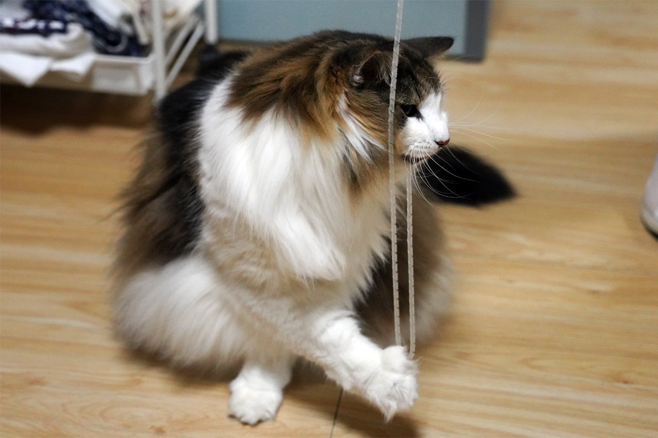f:id:kazuhiro0214:20211201225324p:plain