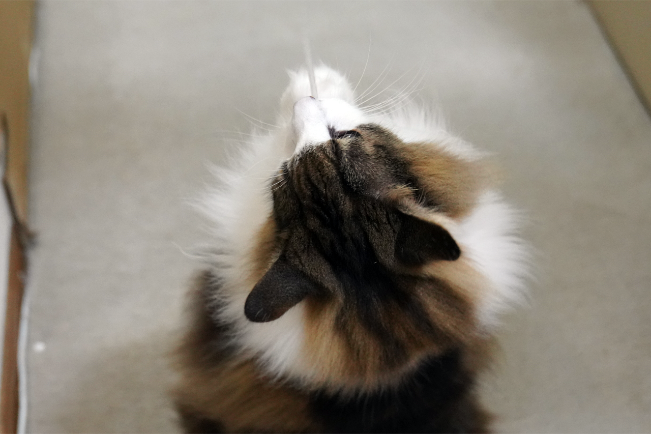 f:id:kazuhiro0214:20211201225438p:plain
