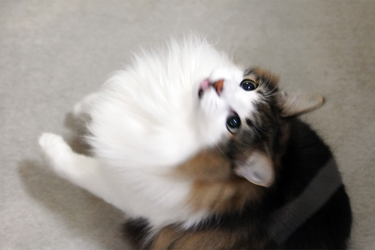 f:id:kazuhiro0214:20211201225527p:plain