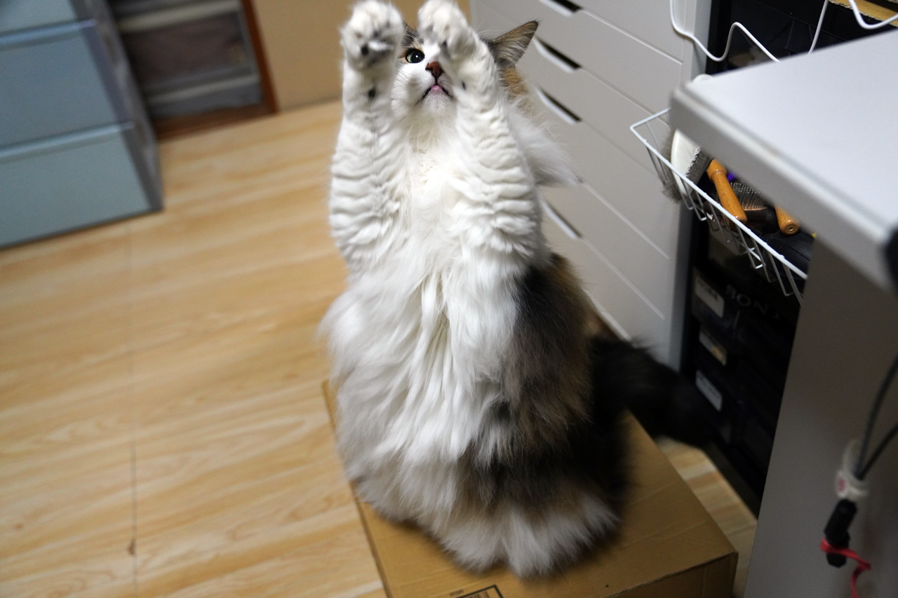 f:id:kazuhiro0214:20211219224154p:plain