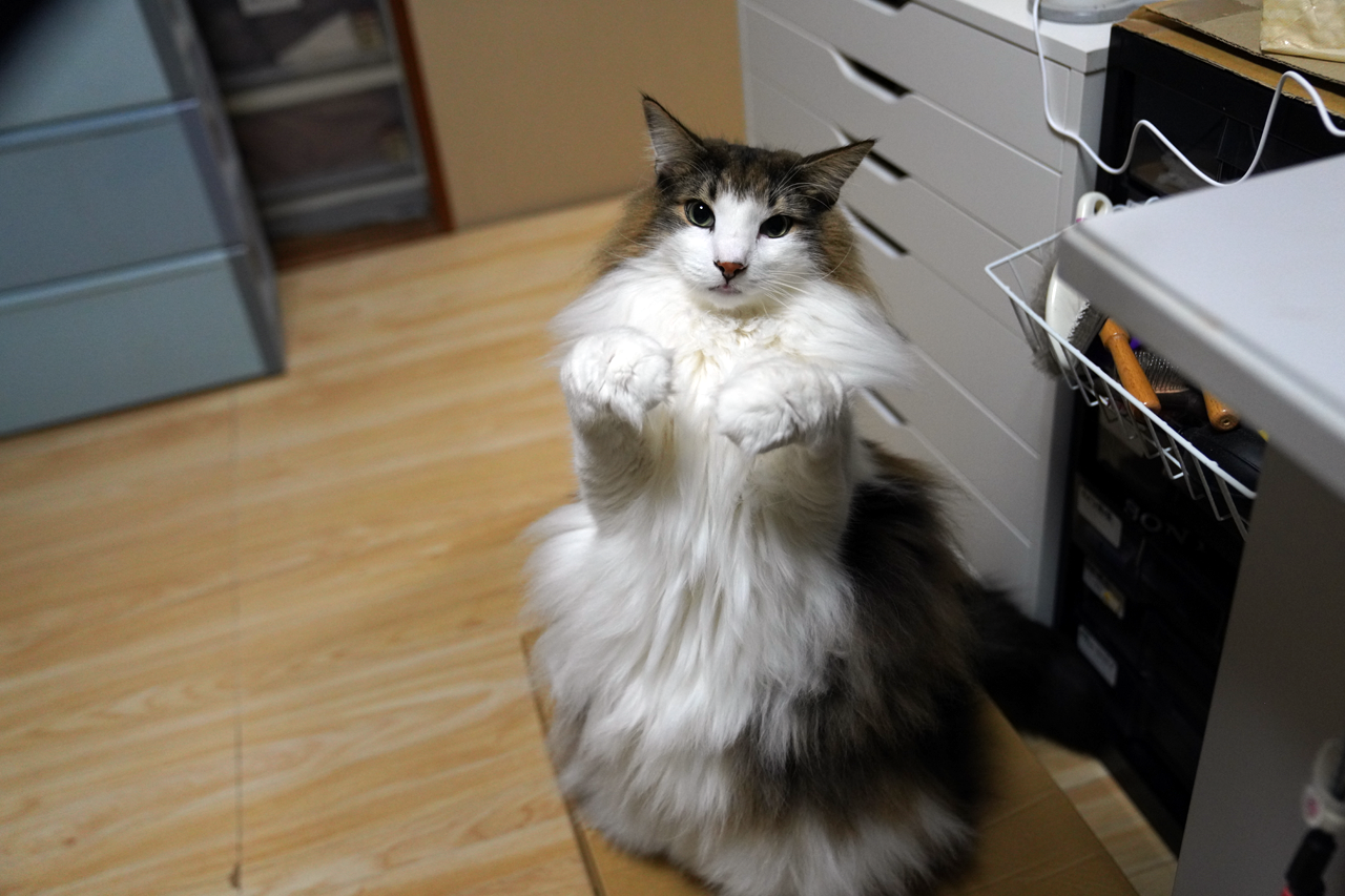 f:id:kazuhiro0214:20211219224246p:plain