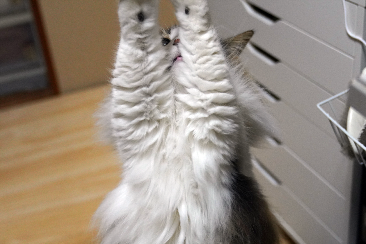 f:id:kazuhiro0214:20211219224547p:plain