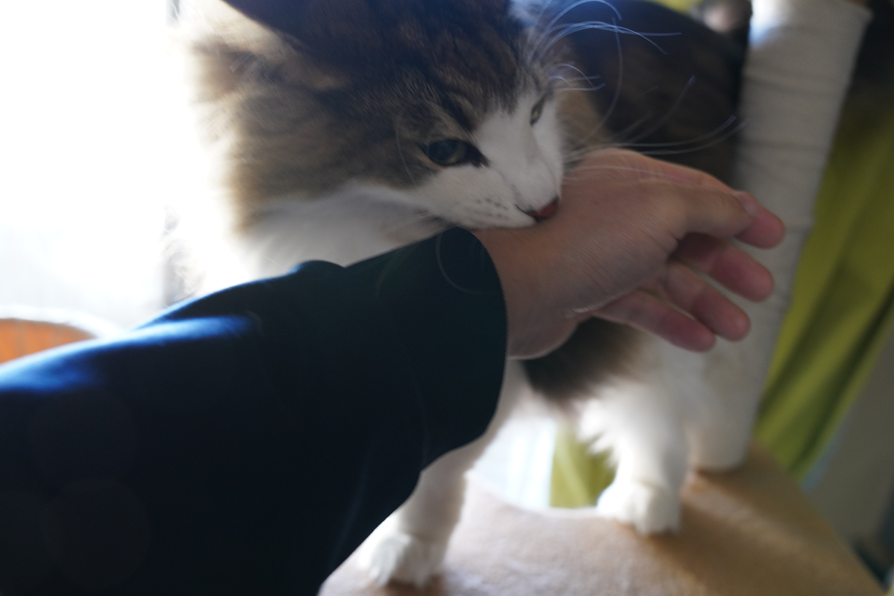 f:id:kazuhiro0214:20220102225842p:plain