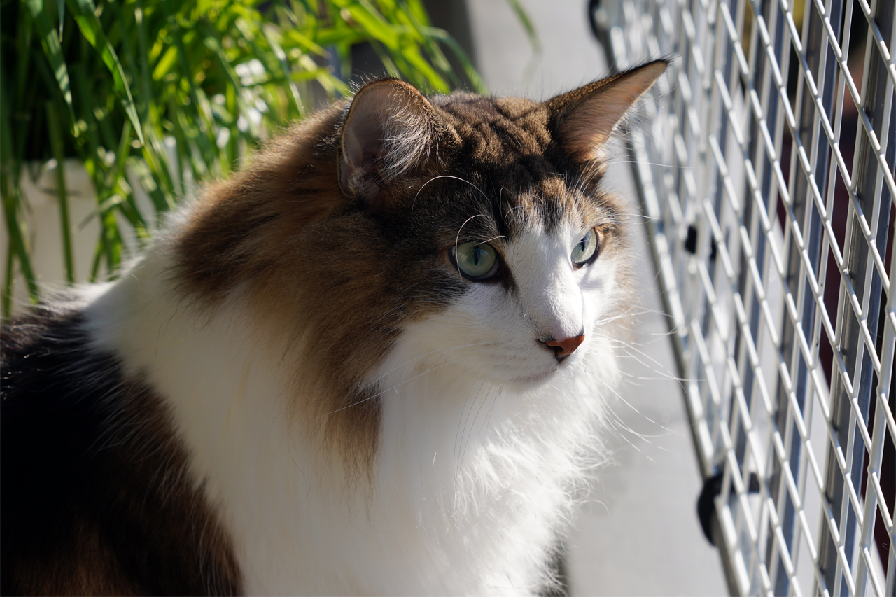 f:id:kazuhiro0214:20220127231842p:plain