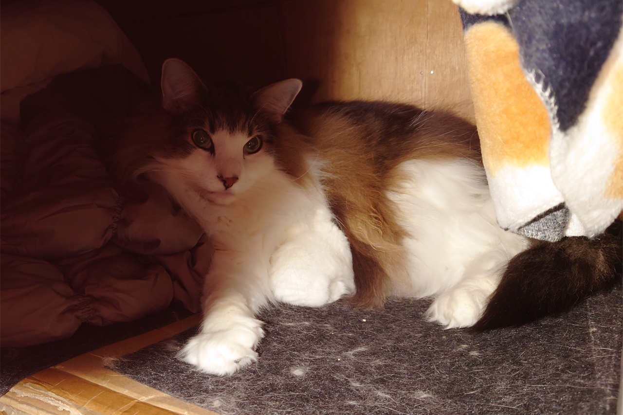 f:id:kazuhiro0214:20220127231941p:plain