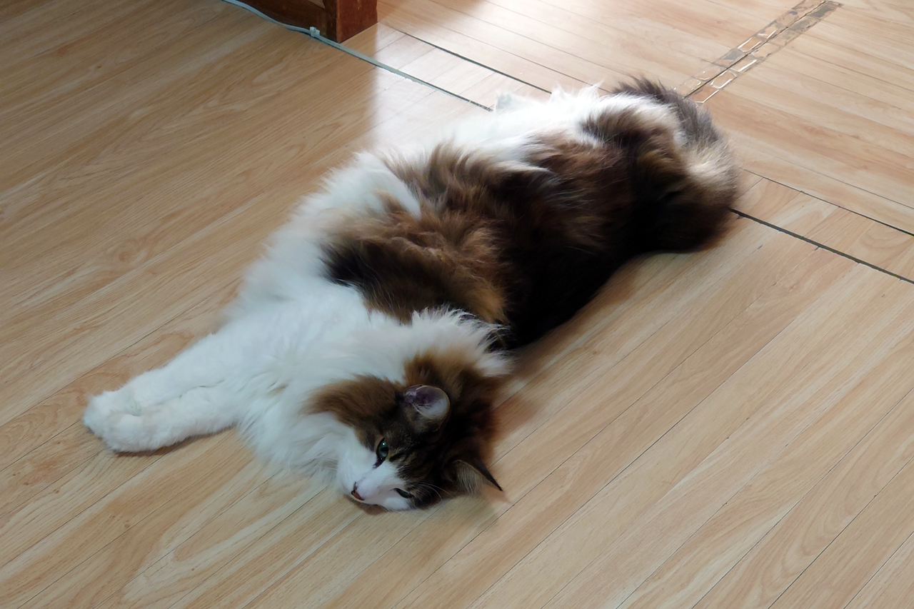 f:id:kazuhiro0214:20220206232228p:plain